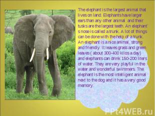 The elephant is the largest animal that lives on land. Elephants have larger ear