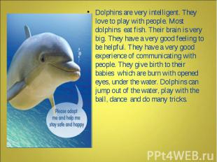 Dolphins are very intelligent. They love to play with people. Most dolphins eat