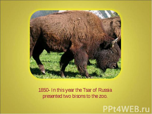 1850- In this year the Tsar of Russia presented two bisons to the zoo.