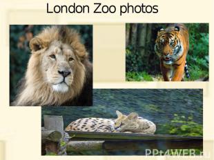 London Zoo photos