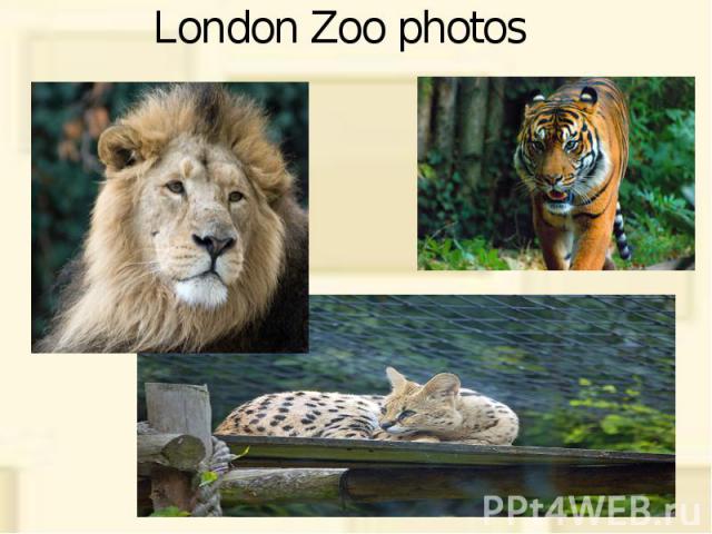 London Zoo photos