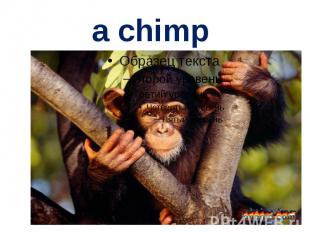 a chimp