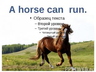 A horse can run.