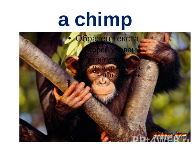 a chimp