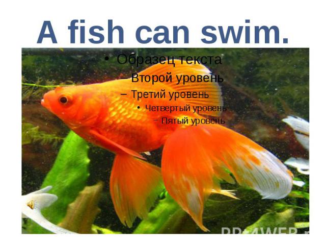 A fish can swim.