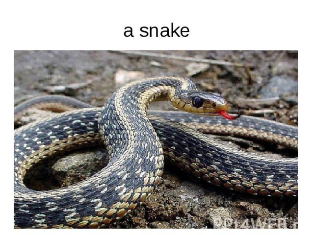 a snake
