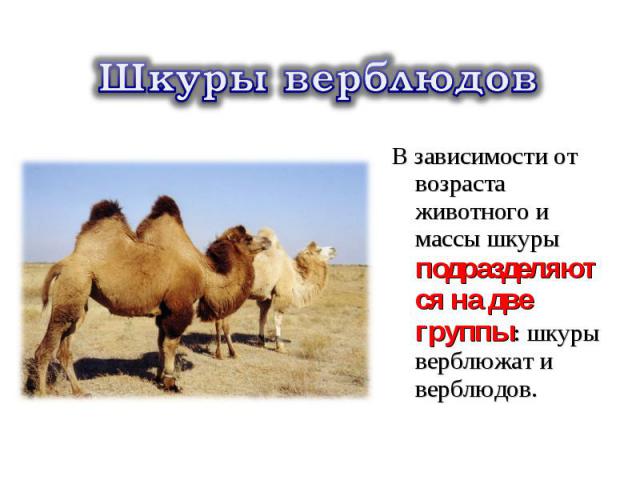 В зависимости от возраста животного и массы шкуры подразделяются на две группы: шкуры верблюжат и верблюдов. В зависимости от возраста животного и массы шкуры подразделяются на две группы: шкуры верблюжат и верблюдов.