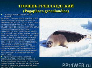 Тюлень гренландский или лысун, средней Тюлень гренландский или лысун, средней ве