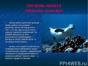 Тюлень-монах довольно крупный зверь, длина тела которого достигает ночти 3 м (ча
