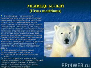 Белый медведь — самый крупный Белый медведь — самый крупный представитель всего