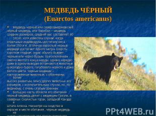 Медведь черный или североамериканский Медведь черный или североамериканский чёрн