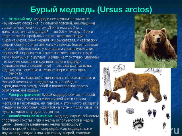 Внешний вид. Медведи все крупные, лохматые, Внешний вид. Медведи все крупные, лохматые, неуклюжего сложения, с большой головой, небольшими ушами и коротким хвостом. Длина тела до 2 м, у дальневосточных медведей — до 2,8 м. Между лбом и переносицей в…