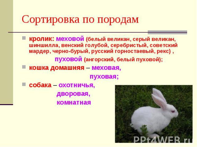 кролик: меховой (белый великан, серый великан, шиншилла, венский голубой, серебристый, советский мардер, черно-бурый, русский горностаевый, рекс) , кролик: меховой (белый великан, серый великан, шиншилла, венский голубой, серебристый, советский мард…