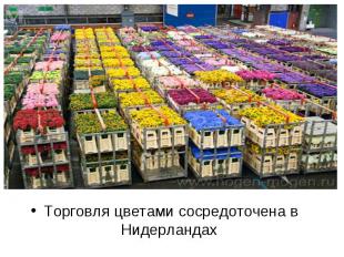 Торговля цветами сосредоточена в Нидерландах Торговля цветами сосредоточена в Ни