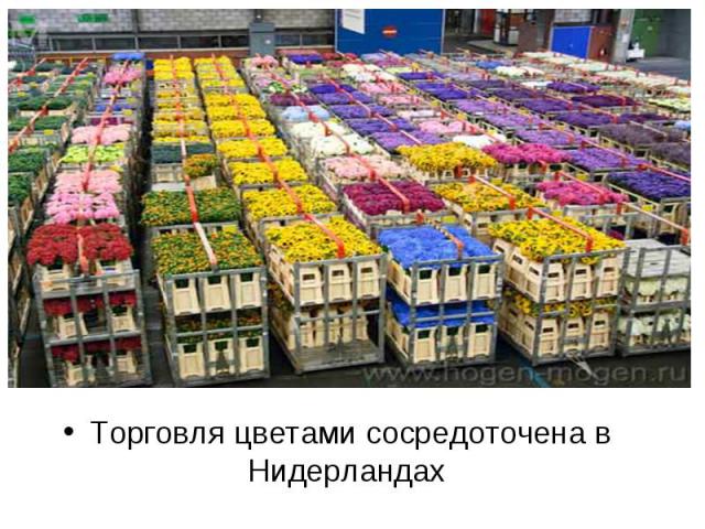 Торговля цветами сосредоточена в Нидерландах Торговля цветами сосредоточена в Нидерландах