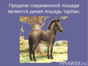 Предком современной лошади является дикая лошадь тарпан.