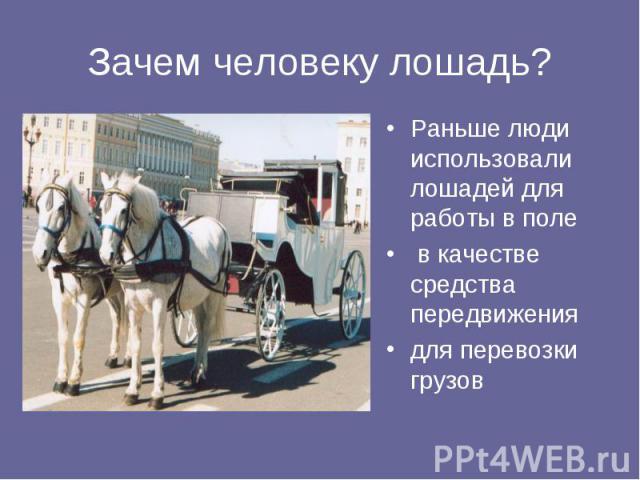 Зачем человеку лошадь? Раньше люди использовали лошадей для работы в поле в качестве средства передвижения для перевозки грузов