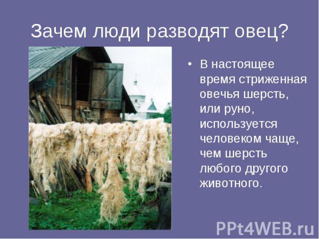 Зачем люди разводят овец? В настоящее время стриженная овечья шерсть, или руно, используется человеком чаще, чем шерсть любого другого животного.