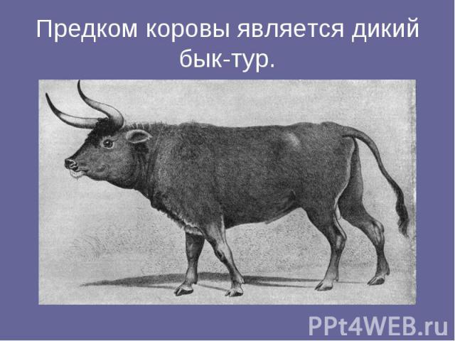 Предком коровы является дикий бык-тур.