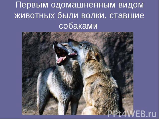 Первым одомашненным видом животных были волки, ставшие собаками