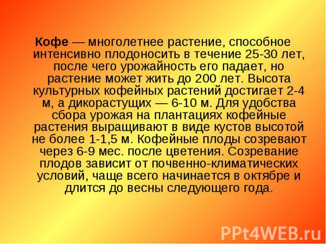 Кофе — многолетнее растение, способное интенсивно плодоносить в течение 25-30 лет, после чего урожайность его падает, но растение может жить до 200 лет. Высота культурных кофейных растений достигает 2-4 м, а дикорастущих — 6-10 м. Для удобства сбора…