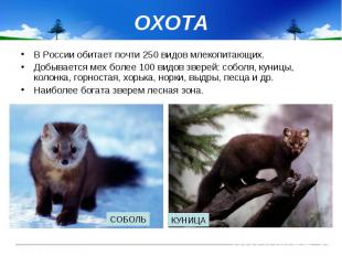 ОХОТА В России обитает почти 250 видов млекопитающих. Добывается мех более 100 в