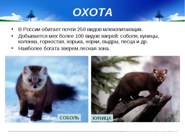 ОХОТА В России обитает почти 250 видов млекопитающих. Добывается мех более 100 видов зверей: соболя, куницы, колонка, горностая, хорька, норки, выдры, песца и др. Наиболее богата зверем лесная зона.