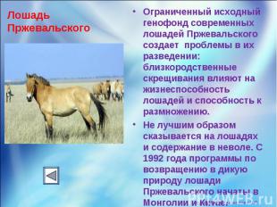 Ограниченный исходный генофонд современных лошадей Пржевальского создает проблем