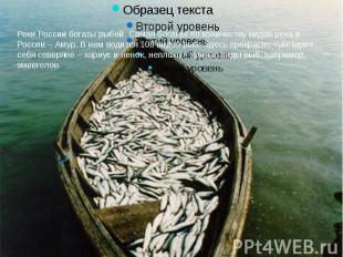 Реки России богаты рыбой. Самая богатая по количеству видов река в России – Амур