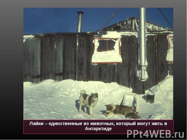Лайки – единственные из животных, который могут жить в Антарктиде Лайки – единственные из животных, который могут жить в Антарктиде
