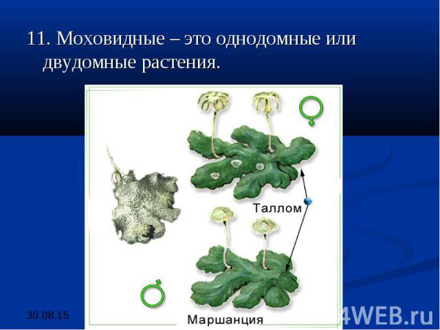 11. Моховидные – это однодомные или двудомные растения. 11. Моховидные – это однодомные или двудомные растения.