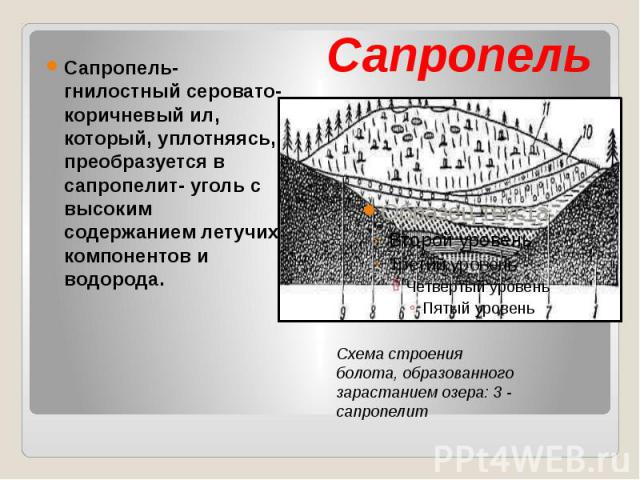 Сапропель Сапропель- гнилостный серовато- коричневый ил, который, уплотняясь, преобразуется в сапропелит- уголь с высоким содержанием летучих компонентов и водорода.