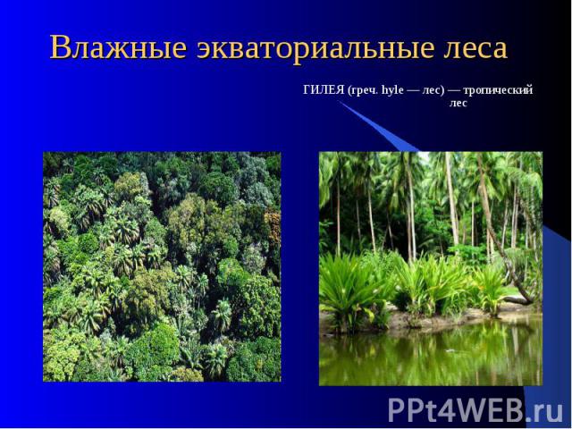 Влажные экваториальные леса ГИЛЕЯ (греч. hyle — лес) — тропический лес