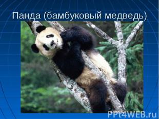 Панда (бамбуковый медведь)