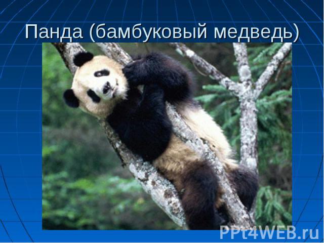 Панда (бамбуковый медведь)