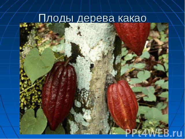 Плоды дерева какао