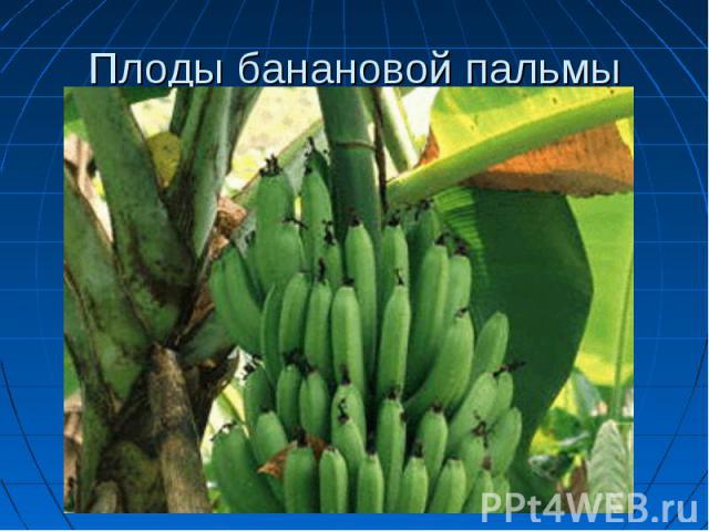 Плоды банановой пальмы