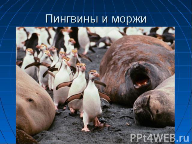 Пингвины и моржи