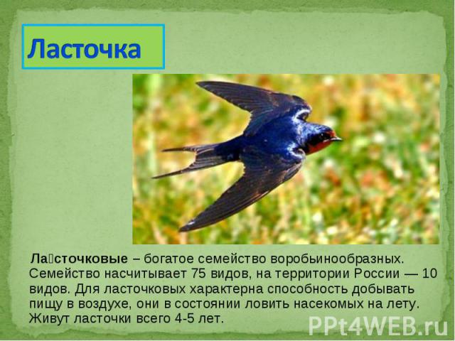 Ла сточковые – богатое семейство воробьинообразных. Семейство насчитывает 75 видов, на территории России — 10 видов. Для ласточковых характерна способность добывать пищу в воздухе, они в состоянии ловить насекомых на лету. Живут …