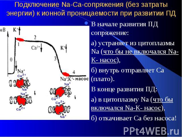 Подключение Nа-Са-сопряжения (без затраты энергии) к ионной проницаемости при развитии ПД В начале развития ПД сопряжение: а) устраняет из цитоплазмы Nа (что бы не включался Nа-К- насос), б) внутрь отправляет Са (плато). В конце развития ПД: а) в ци…