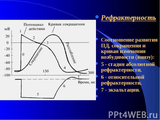 Рефрактерность Соотношение развития ПД, сокращения и кривая изменения возбудимости (внизу): 5 - стадия абсолютной рефрактерности, 6 - относительной рефрактерности, 7 - экзальтации.  