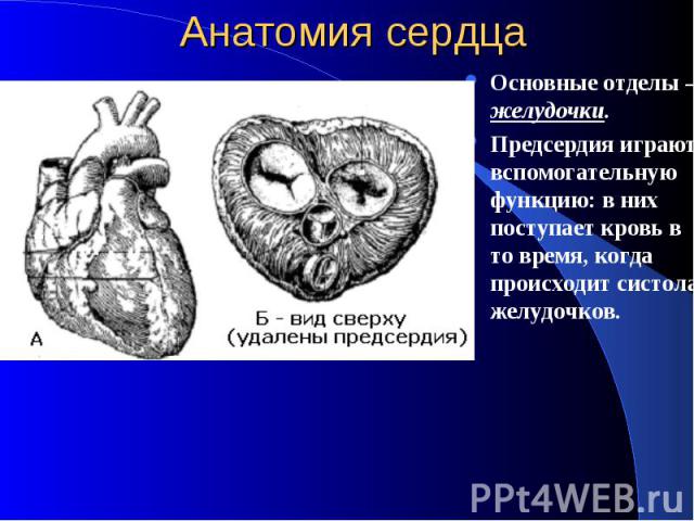 Анатомия сердца Основные отделы – желудочки. Предсердия играют вспомогательную функцию: в них поступает кровь в то время, когда происходит систола желудочков.