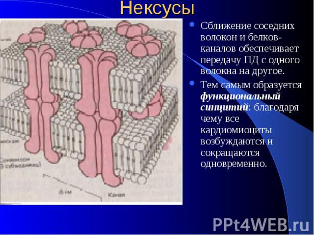 Нексусы Сближение соседних волокон и белков-каналов обеспечивает передачу ПД с одного волокна на другое. Тем самым образуется функциональный синцитий: благодаря чему все кардиомиоциты возбуждаются и сокращаются одновременно.