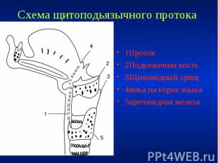 Схема щитоподьязычного протока 1Проток 2Подьязычная кость 3Щитовидный хрящ 4ямка