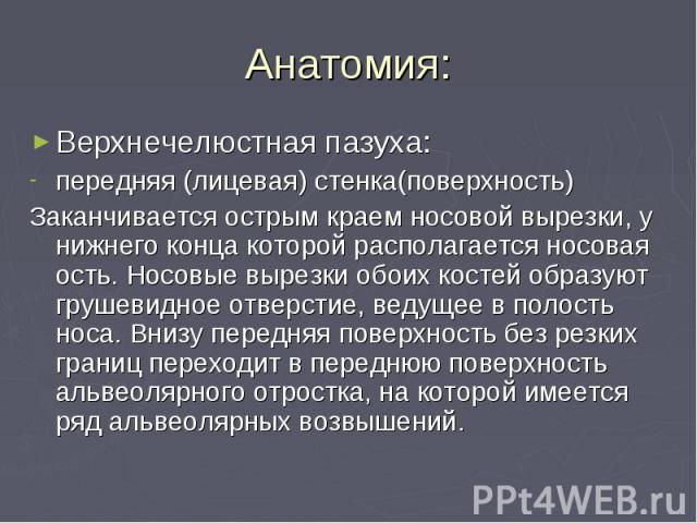 Анатомия: Верхнечелюстная пазуха: передняя (лицевая) стенка(поверхность) Заканчивается острым краем носовой вырезки, у нижнего конца которой располагается носовая ость. Носовые вырезки обоих костей образуют грушевидное отверстие, ведущее в полость н…