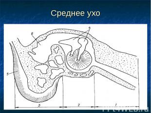 Среднее ухо