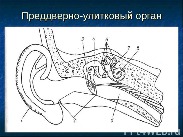 Преддверно-улитковый орган