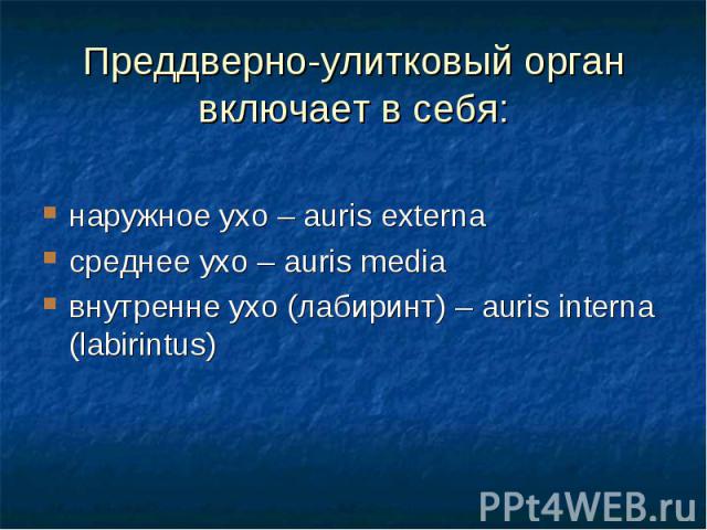 Преддверно-улитковый орган включает в себя: наружное ухо – auris externa среднее ухо – auris media внутренне ухо (лабиринт) – auris interna (labirintus)