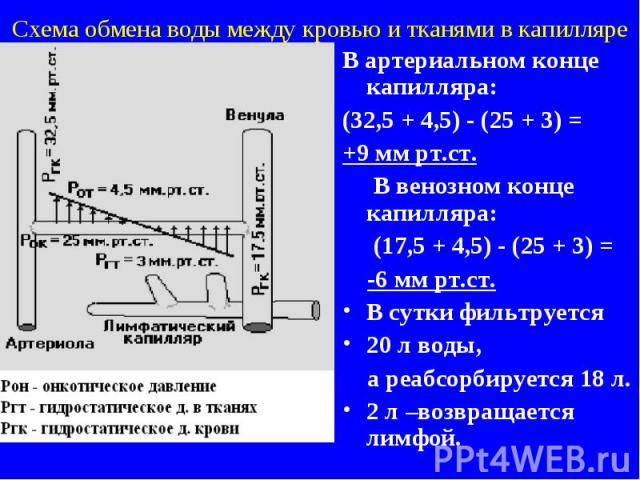 Схема обмена воды между кровью и тканями в капилляре В артериальном конце капилляра: (32,5 + 4,5) - (25 + 3) = +9 мм рт.ст. В венозном конце капилляра: (17,5 + 4,5) - (25 + 3) = -6 мм рт.ст. В сутки фильтруется 20 л воды, а реабсорбируется 18 л. 2 л…