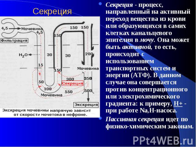 Cекреция Секреция - процесс, направленный на активный переход вещества из крови или образующихся в самих клетках канальцевого эпителия в мочу. Она может быть активной, то есть, происходит с использованием транспортных систем и энергии (АТФ). В данно…